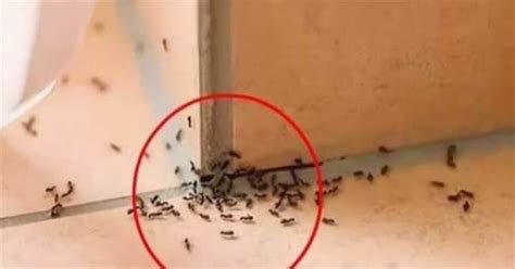家裡突然出現很多螞蟻預示什麼 水管固定方式
